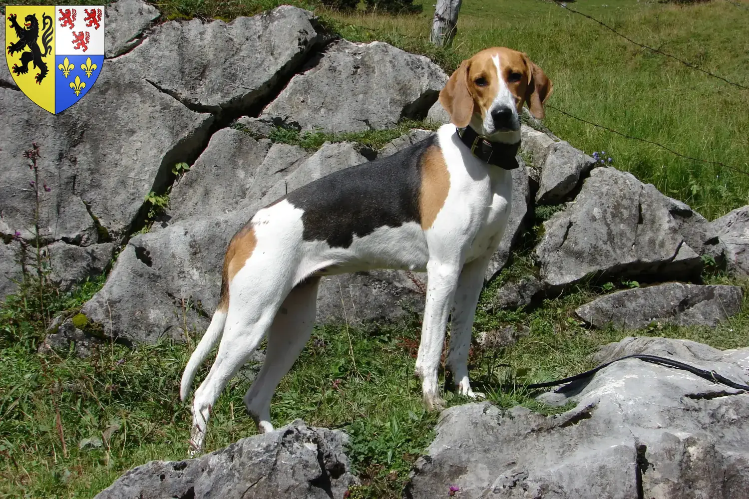 Read more about the article French hound breeder and puppies in Hauts-de-France