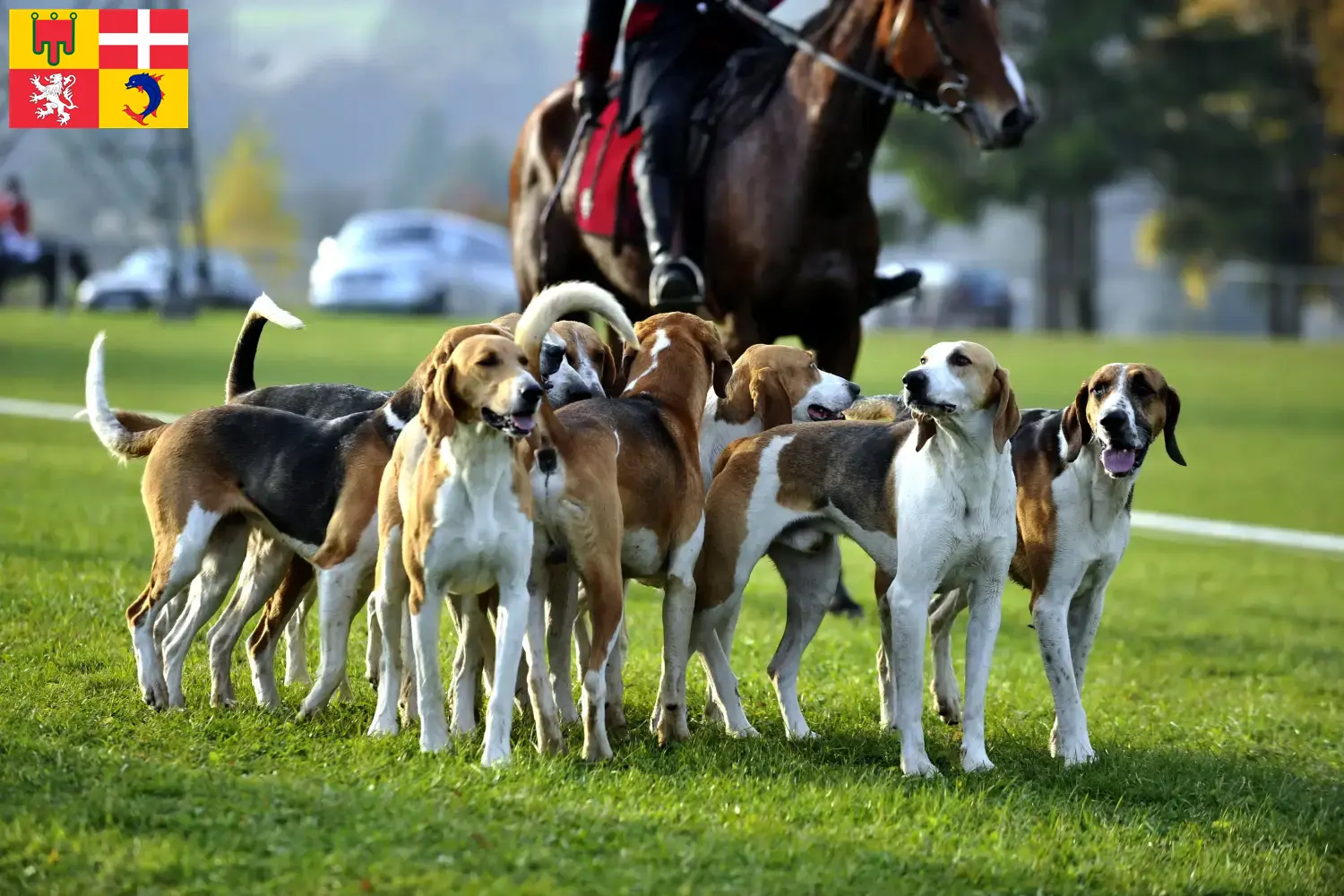 Read more about the article French hound breeder and puppies in Auvergne-Rhône-Alpes