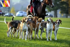 Read more about the article French hound breeder and puppies in Grand Est