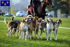 Read more about the article French hound breeder and puppies in Île-de-France