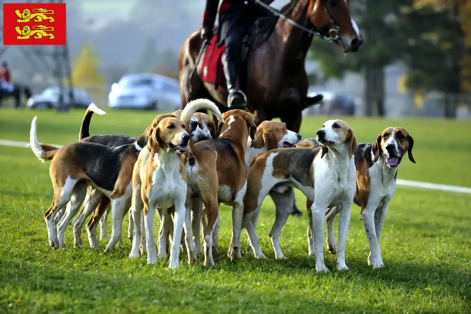 Read more about the article French hound breeders and puppies in Normandy