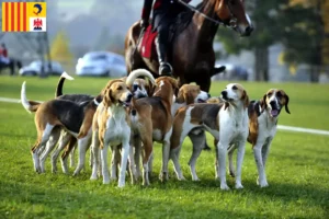 Read more about the article French hound breeder and puppies in Provence-Alpes-Côte d’Azur