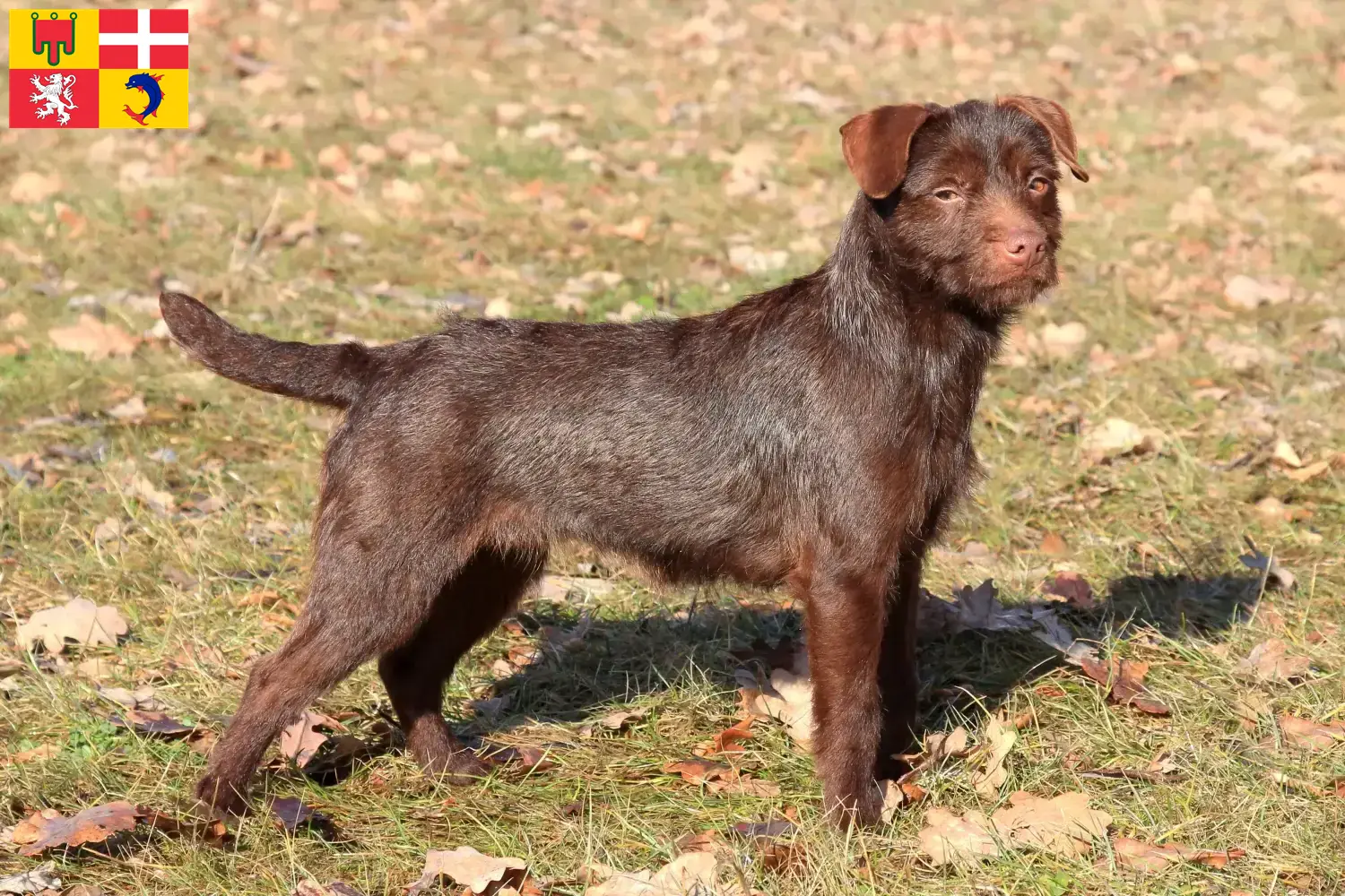 Read more about the article Patterdale Terrier breeders and puppies in Auvergne-Rhône-Alpes