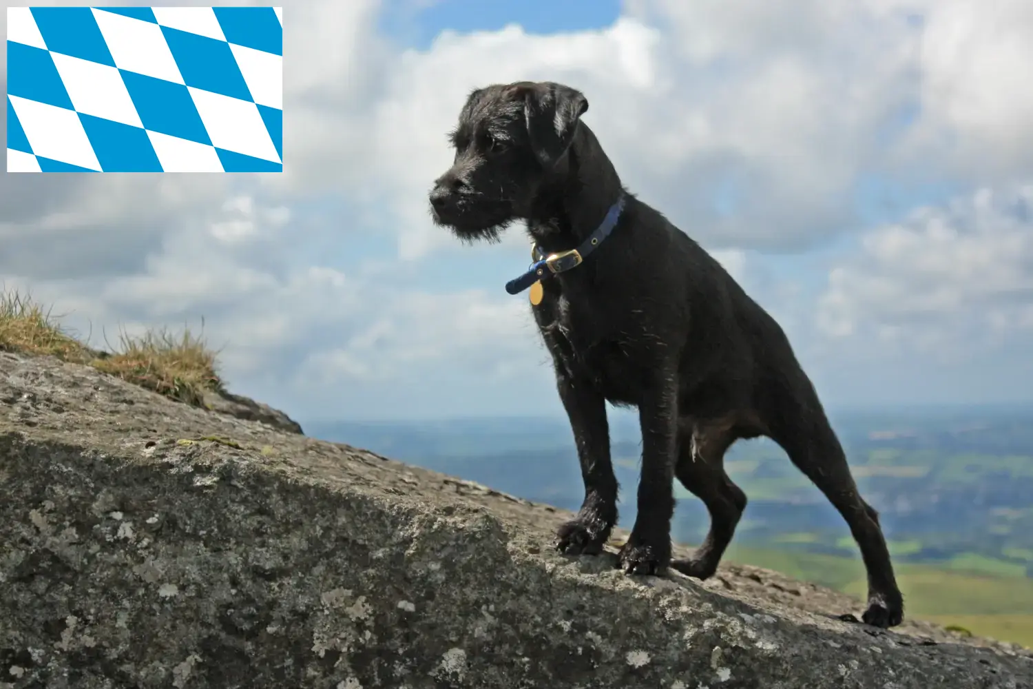 Read more about the article Patterdale Terrier breeders and puppies in Bavaria