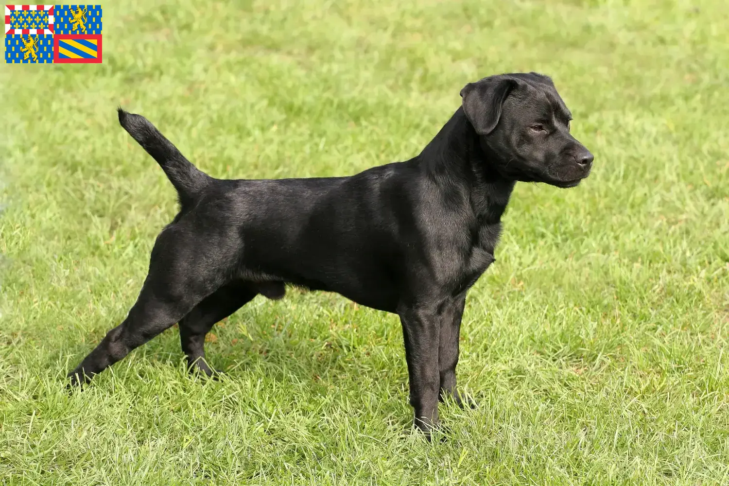 Read more about the article Patterdale Terrier breeders and puppies in Bourgogne-Franche-Comté