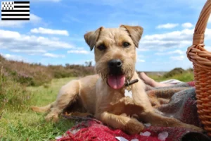 Read more about the article Patterdale Terrier breeders and puppies in Brittany