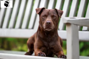 Read more about the article Patterdale Terrier breeders and puppies in Corsica