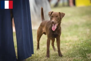 Read more about the article Patterdale Terrier breeders and puppies in France