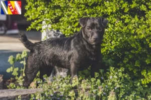 Read more about the article Patterdale Terrier breeders and puppies in Grand Est