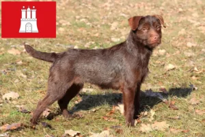 Read more about the article Patterdale Terrier breeders and puppies in Hamburg