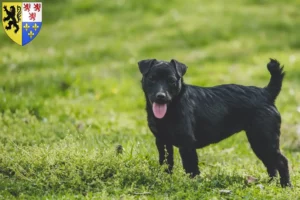 Read more about the article Patterdale Terrier breeders and puppies in Hauts-de-France