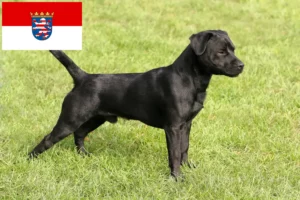 Read more about the article Patterdale Terrier breeders and puppies in Hessen