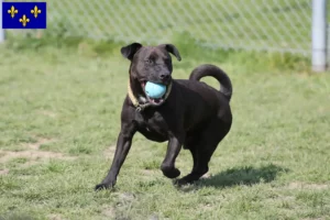 Read more about the article Patterdale Terrier breeders and puppies in Île-de-France