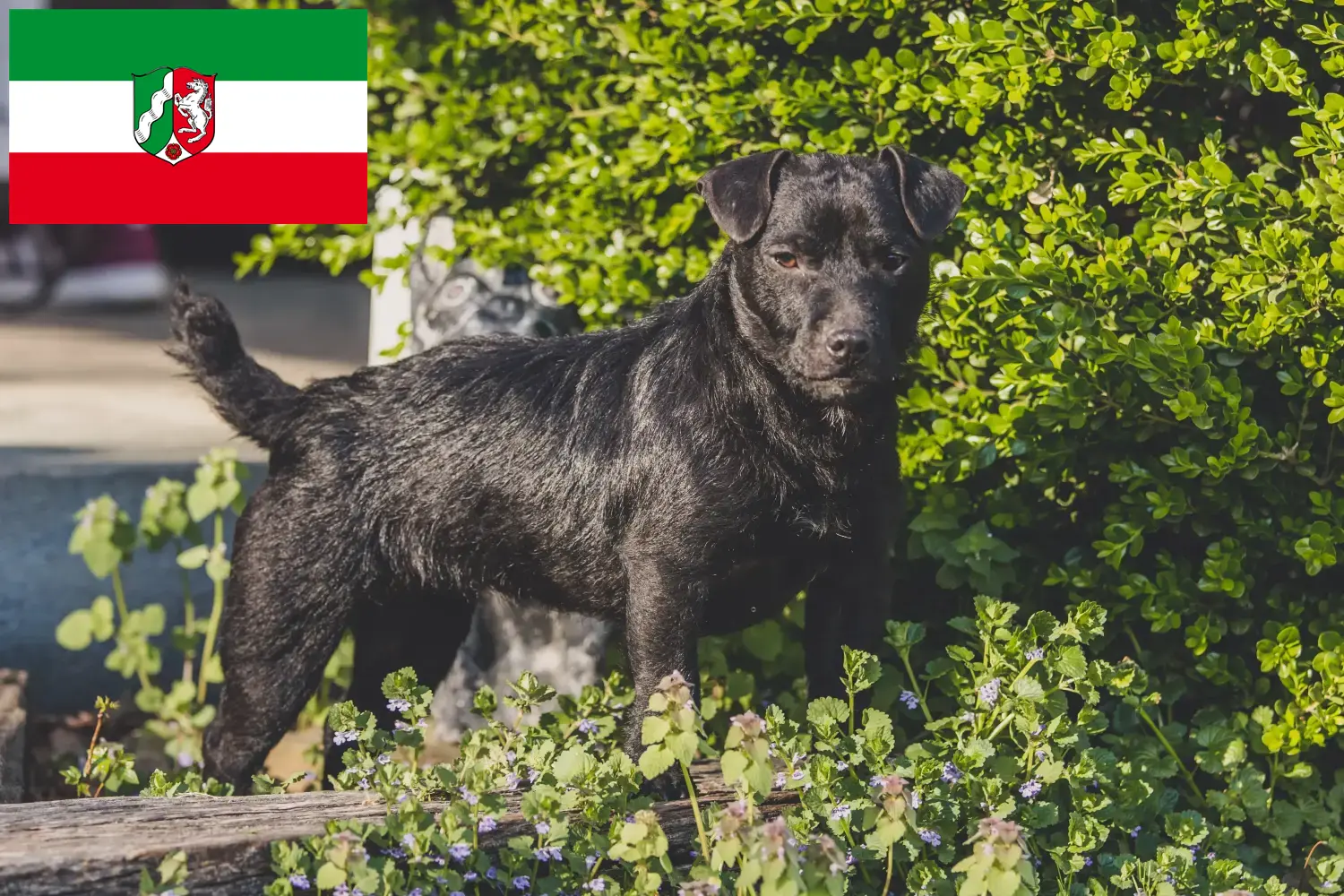 Read more about the article Patterdale Terrier breeders and puppies in North Rhine-Westphalia