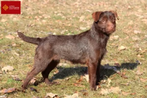 Read more about the article Patterdale Terrier breeders and puppies in Occitania