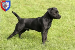 Read more about the article Patterdale Terrier breeders and puppies in Pays de la Loire