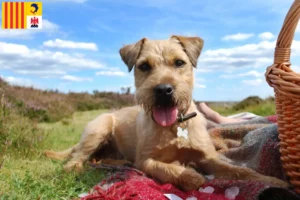 Read more about the article Patterdale Terrier breeders and puppies in Provence-Alpes-Côte d’Azur