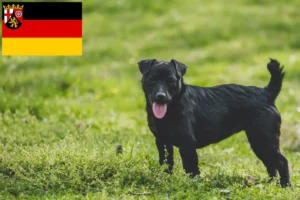 Read more about the article Patterdale Terrier breeders and puppies in Rhineland-Palatinate