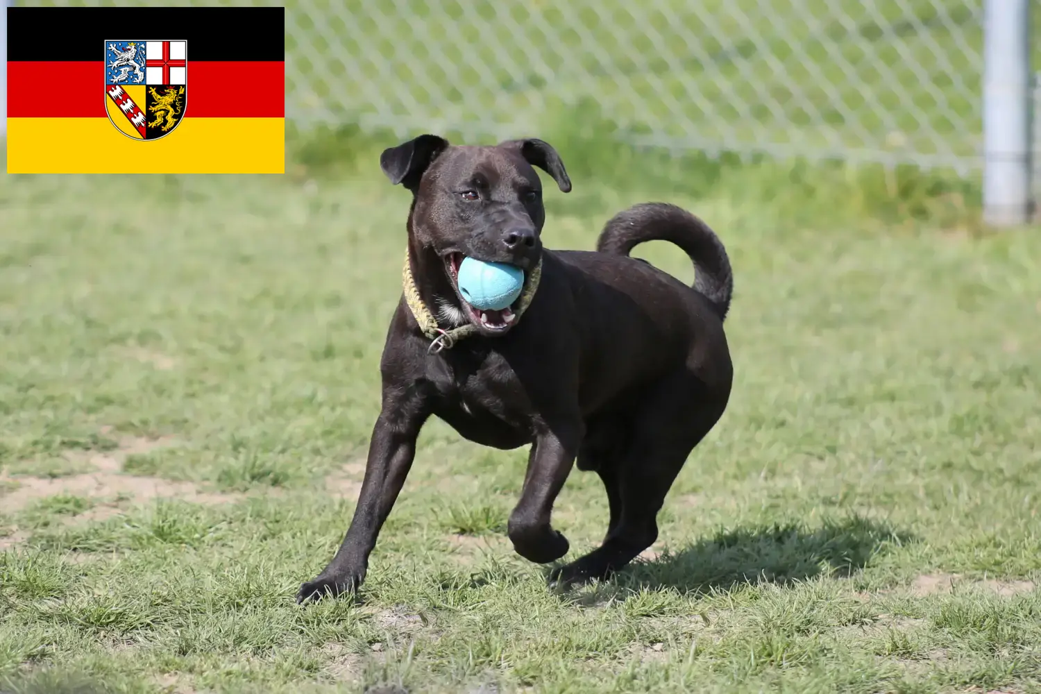 Read more about the article Patterdale Terrier breeders and puppies in Saarland