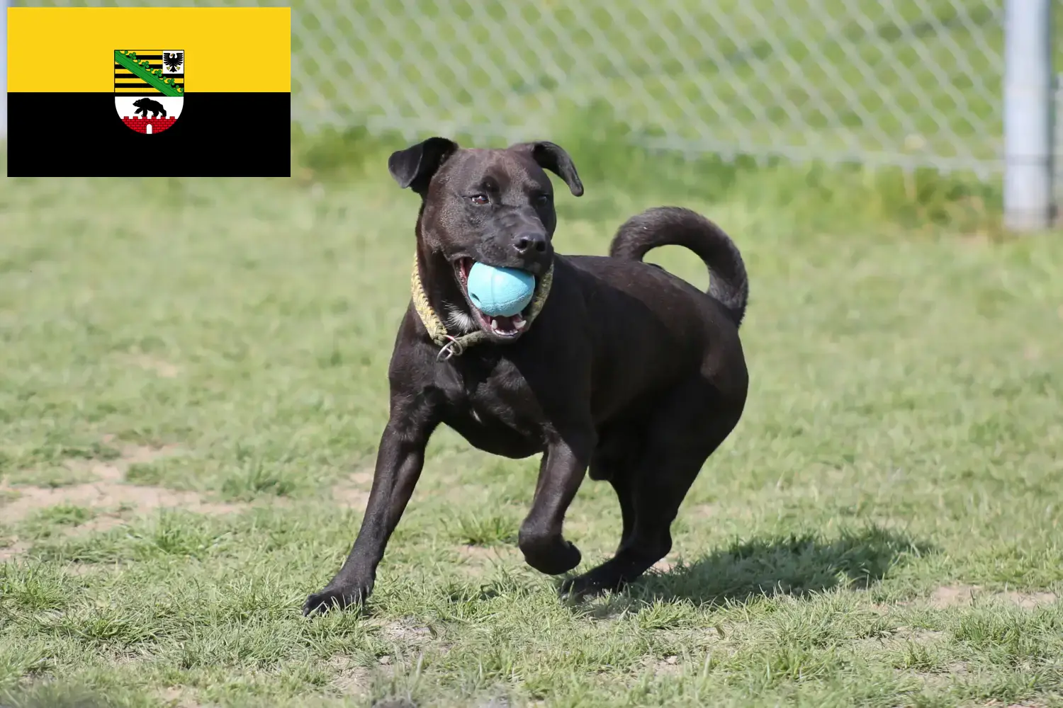 Read more about the article Patterdale Terrier breeders and puppies in Saxony-Anhalt