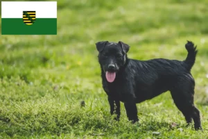 Read more about the article Patterdale Terrier breeders and puppies in Saxony