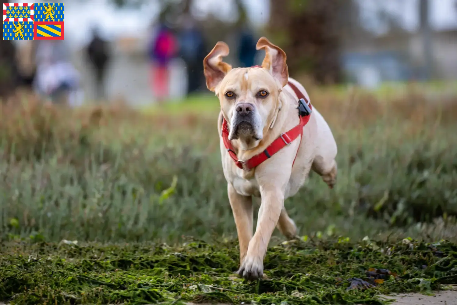 Read more about the article Perdigueiro Português breeders and puppies in Bourgogne-Franche-Comté