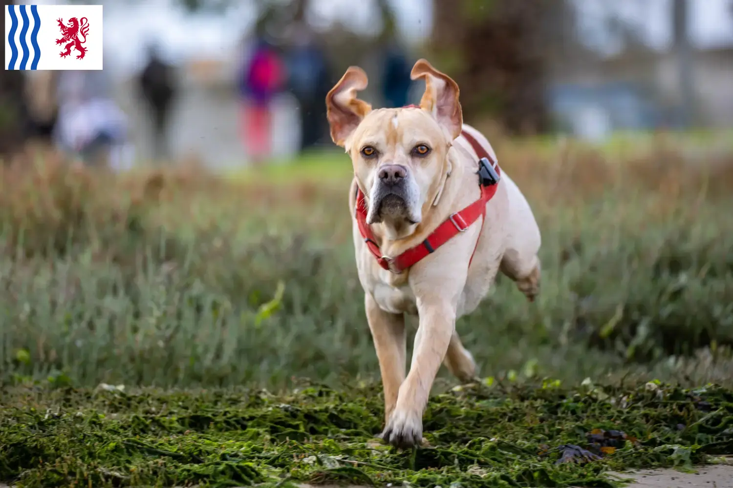 Read more about the article Perdigueiro Português breeders and puppies in Nouvelle-Aquitaine