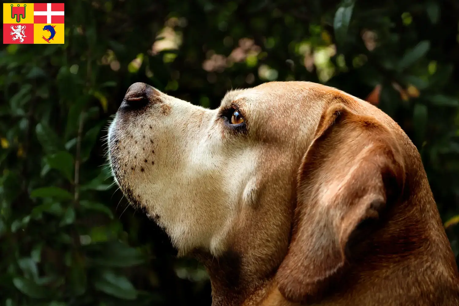 Read more about the article Perdigueiro Português breeders and puppies in Auvergne-Rhône-Alpes