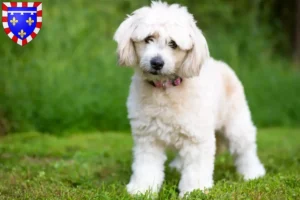 Read more about the article Pomapoo breeders and puppies in Centre-Val de Loire