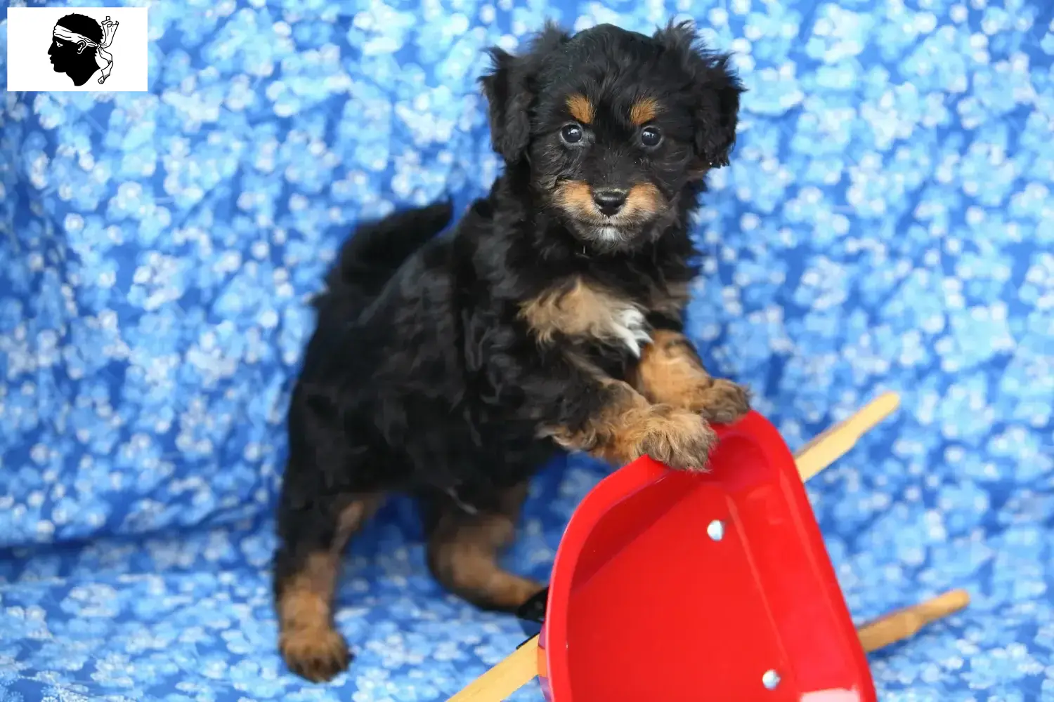 Read more about the article Pomapoo breeders and puppies in Corsica