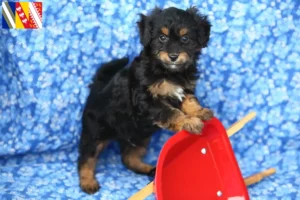 Read more about the article Pomapoo breeders and puppies in Grand Est