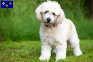 Read more about the article Pomapoo breeders and puppies in Île-de-France