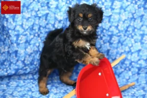 Read more about the article Pomapoo breeders and puppies in Occitania