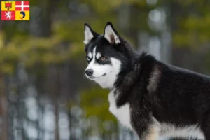 Read more about the article Pomsky breeders and puppies in Auvergne-Rhône-Alpes