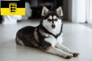 Read more about the article Pomsky breeders and puppies in Baden-Württemberg