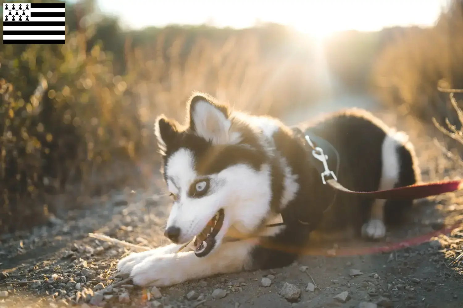 Read more about the article Pomsky breeders and puppies in Brittany