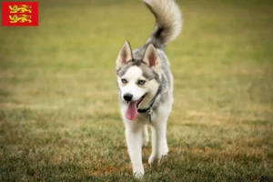 Read more about the article Pomsky breeders and puppies in Normandy