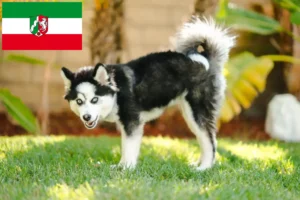 Read more about the article Pomsky breeders and puppies in North Rhine-Westphalia