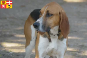 Read more about the article Anglo-Français de Petite Vénerie breeders and puppies in Auvergne-Rhône-Alpes