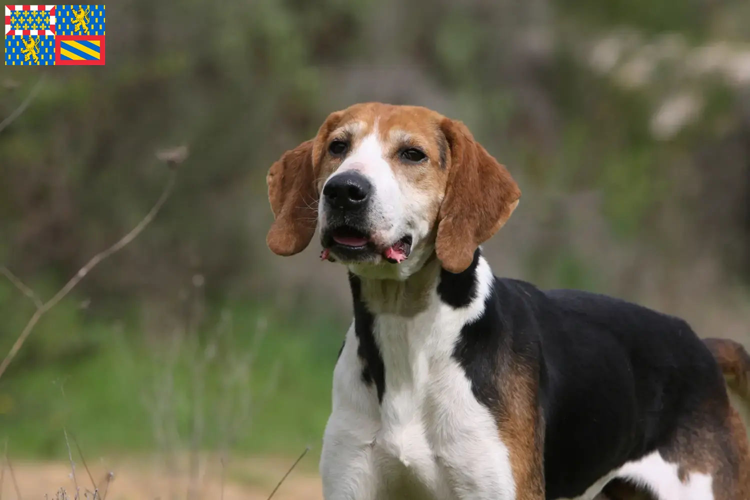 Read more about the article Anglo-Français de Petite Vénerie breeders and puppies in Bourgogne-Franche-Comté