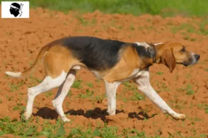 Read more about the article Anglo-Français de Petite Vénerie breeders and puppies in Corsica