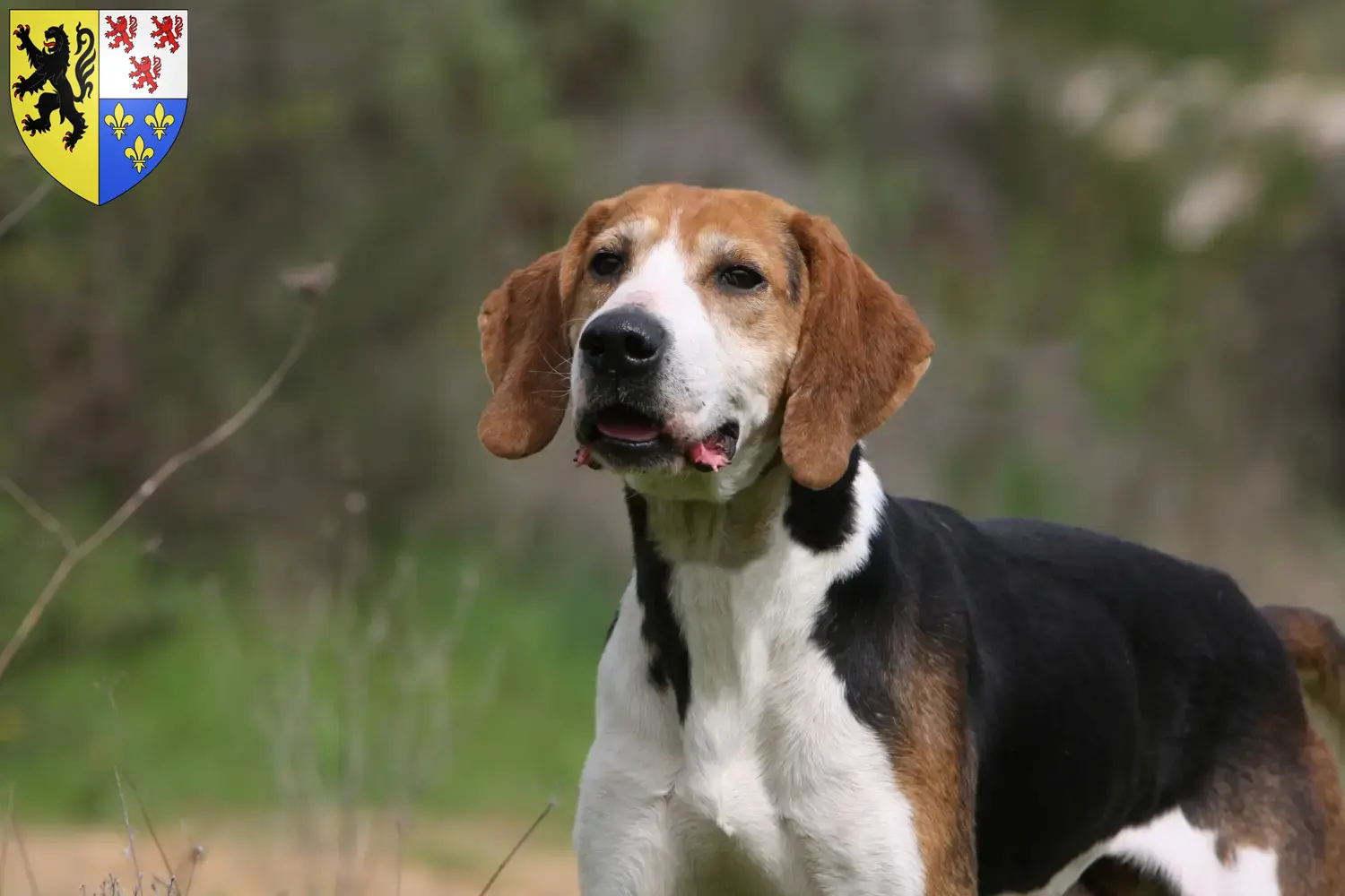 Read more about the article Anglo-Français de Petite Vénerie breeders and puppies in Hauts-de-France