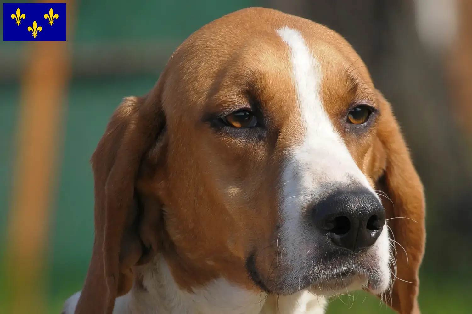 Read more about the article Anglo-Français de Petite Vénerie breeders and puppies in Île-de-France