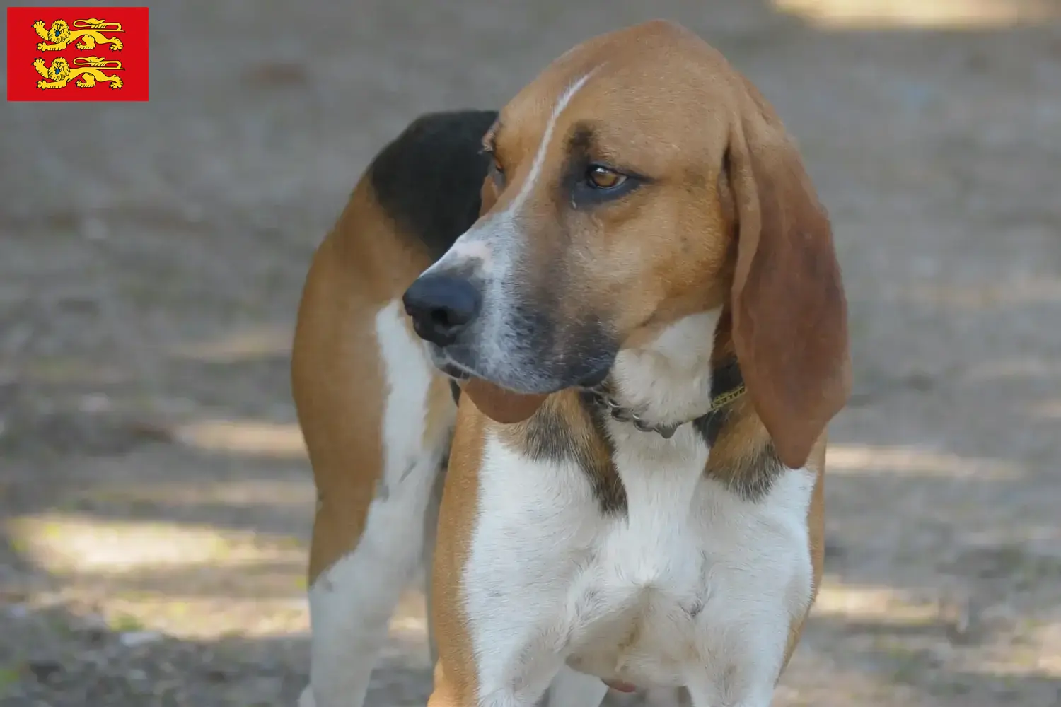 Read more about the article Anglo-Français de Petite Vénerie breeders and puppies in Normandy