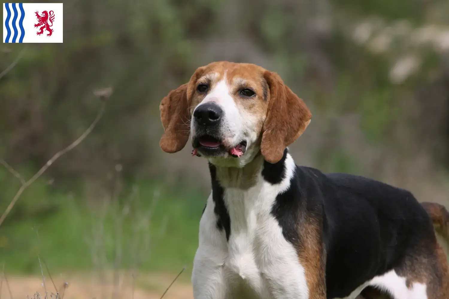 Read more about the article Anglo-Français de Petite Vénerie breeders and puppies in Nouvelle-Aquitaine