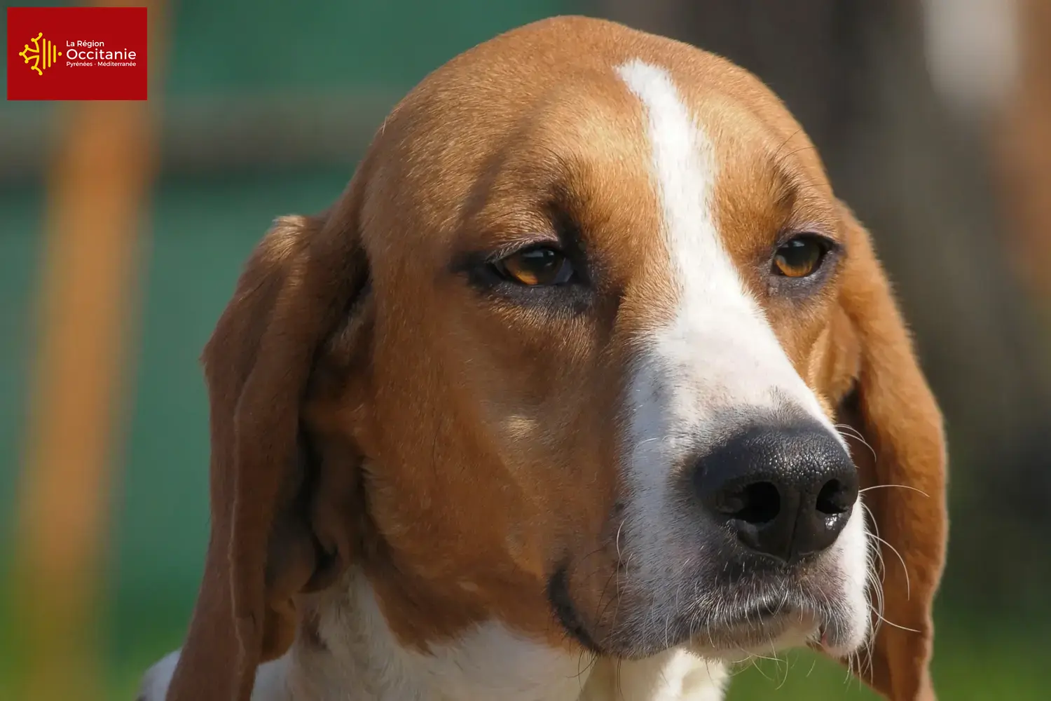 Read more about the article Anglo-Français de Petite Vénerie breeders and puppies in Occitania