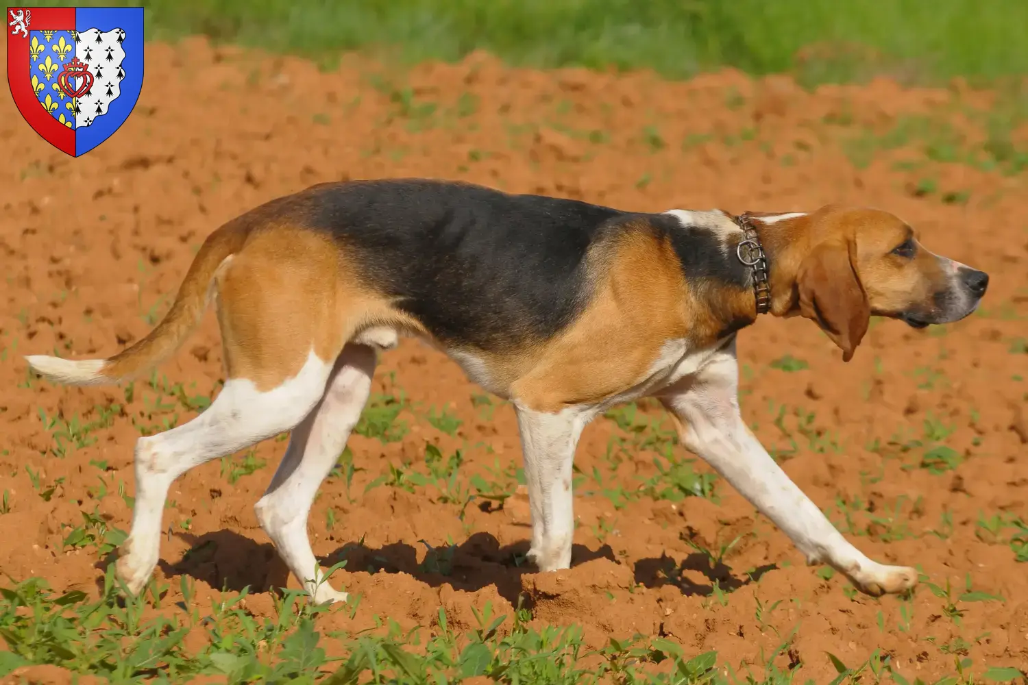 Read more about the article Anglo-Français de Petite Vénerie breeders and puppies in Pays de la Loire