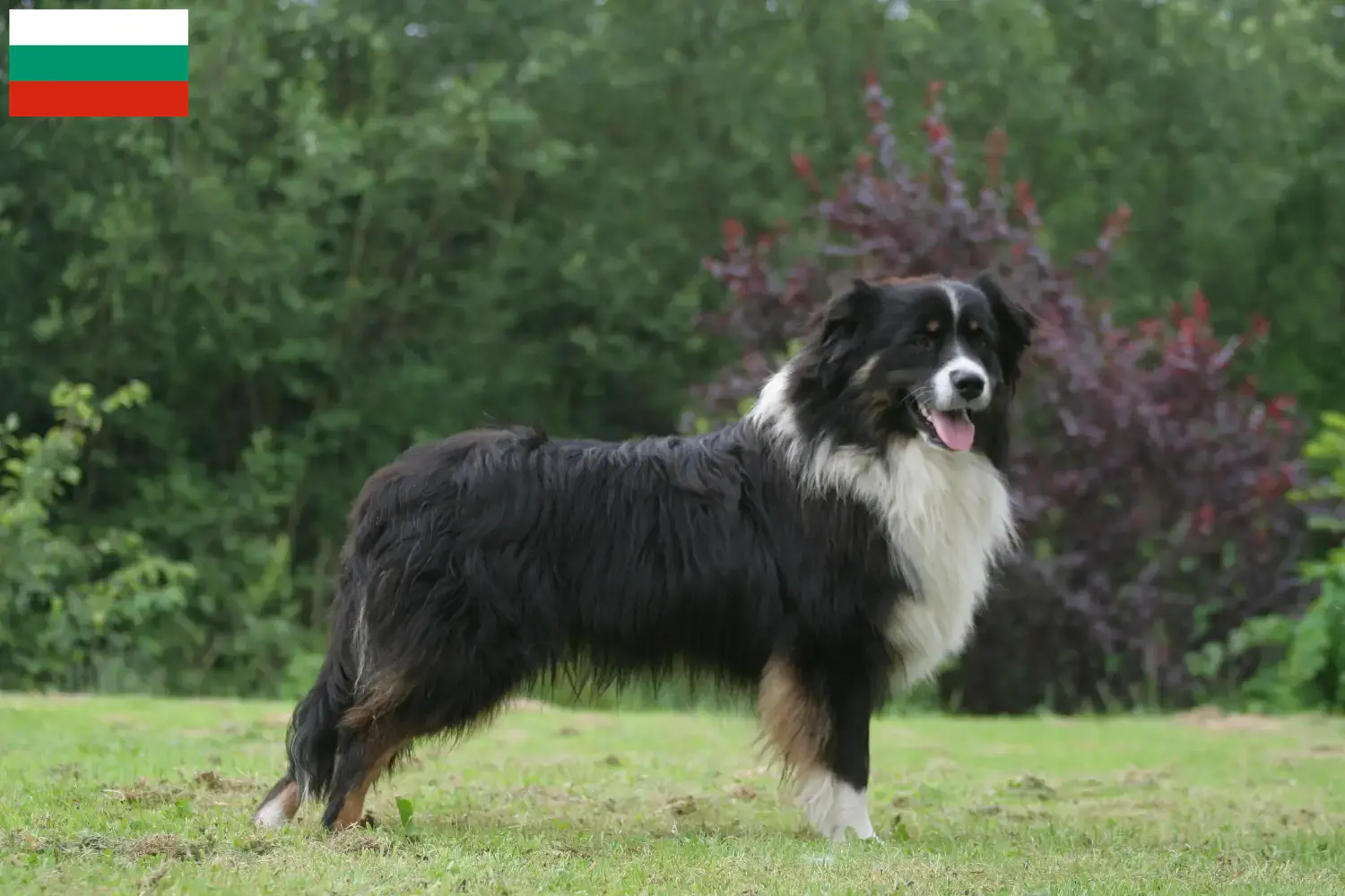 Read more about the article Australian Shepherd breeders and puppies in Bulgaria