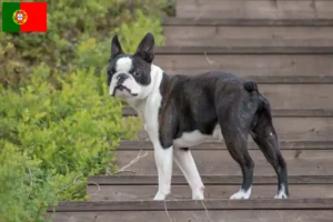 Read more about the article Boston Terrier breeders and puppies in Portugal