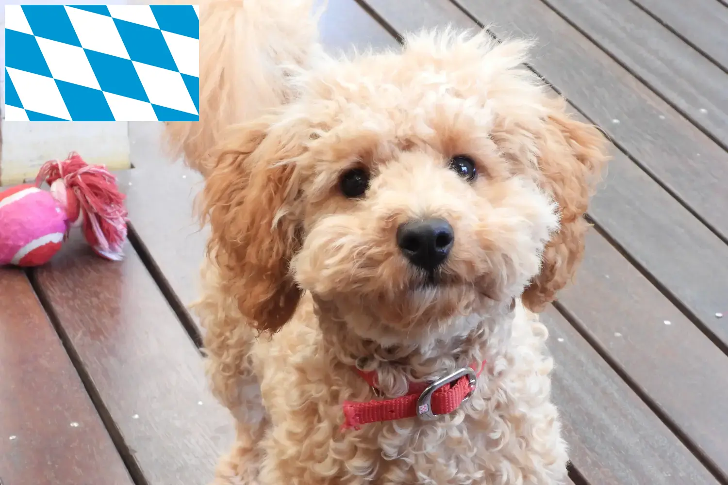 Read more about the article Cavoodle breeders and puppies in Bavaria